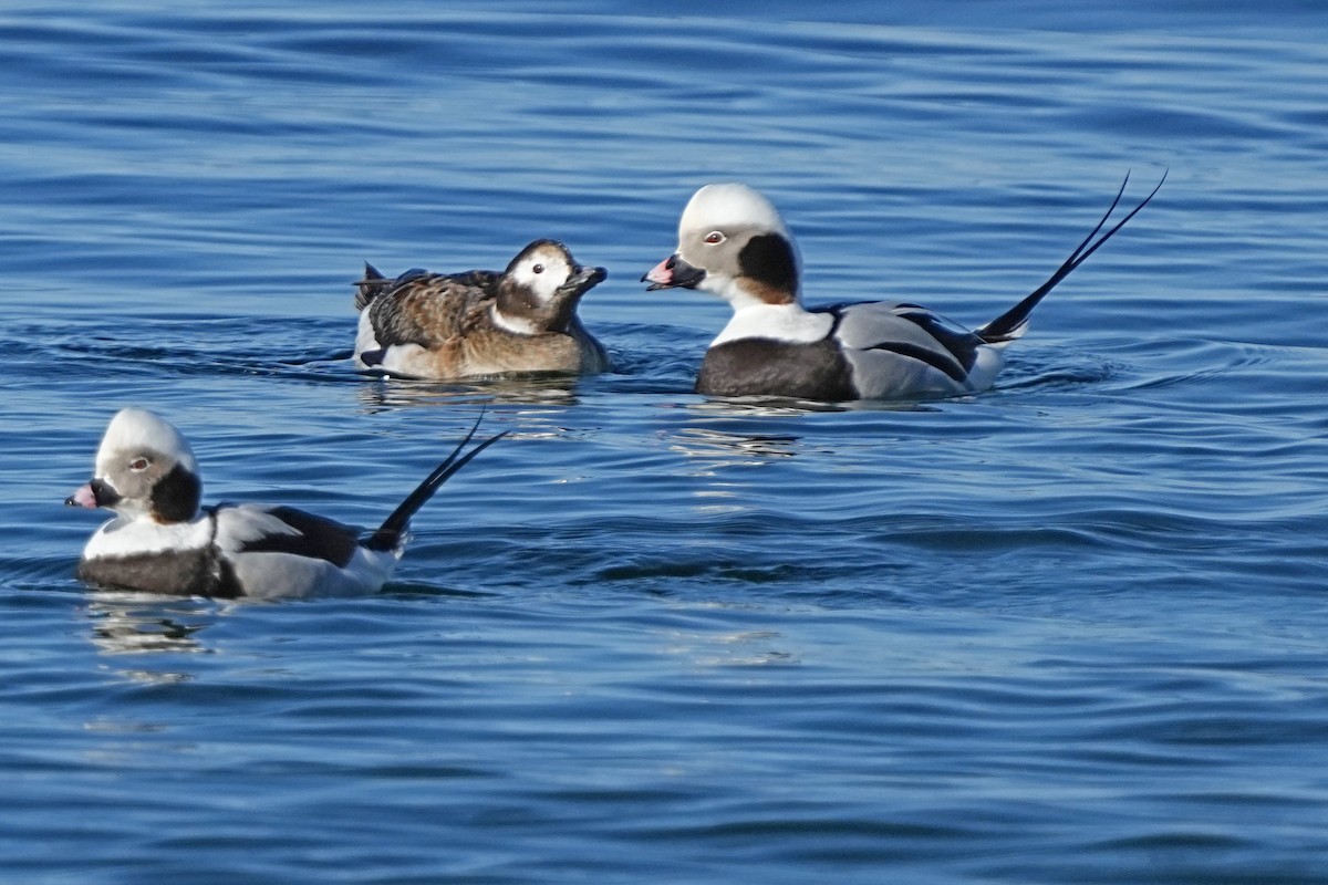 eBird Checklist - 25 Mar 2024 - Amherst Island - 27 species