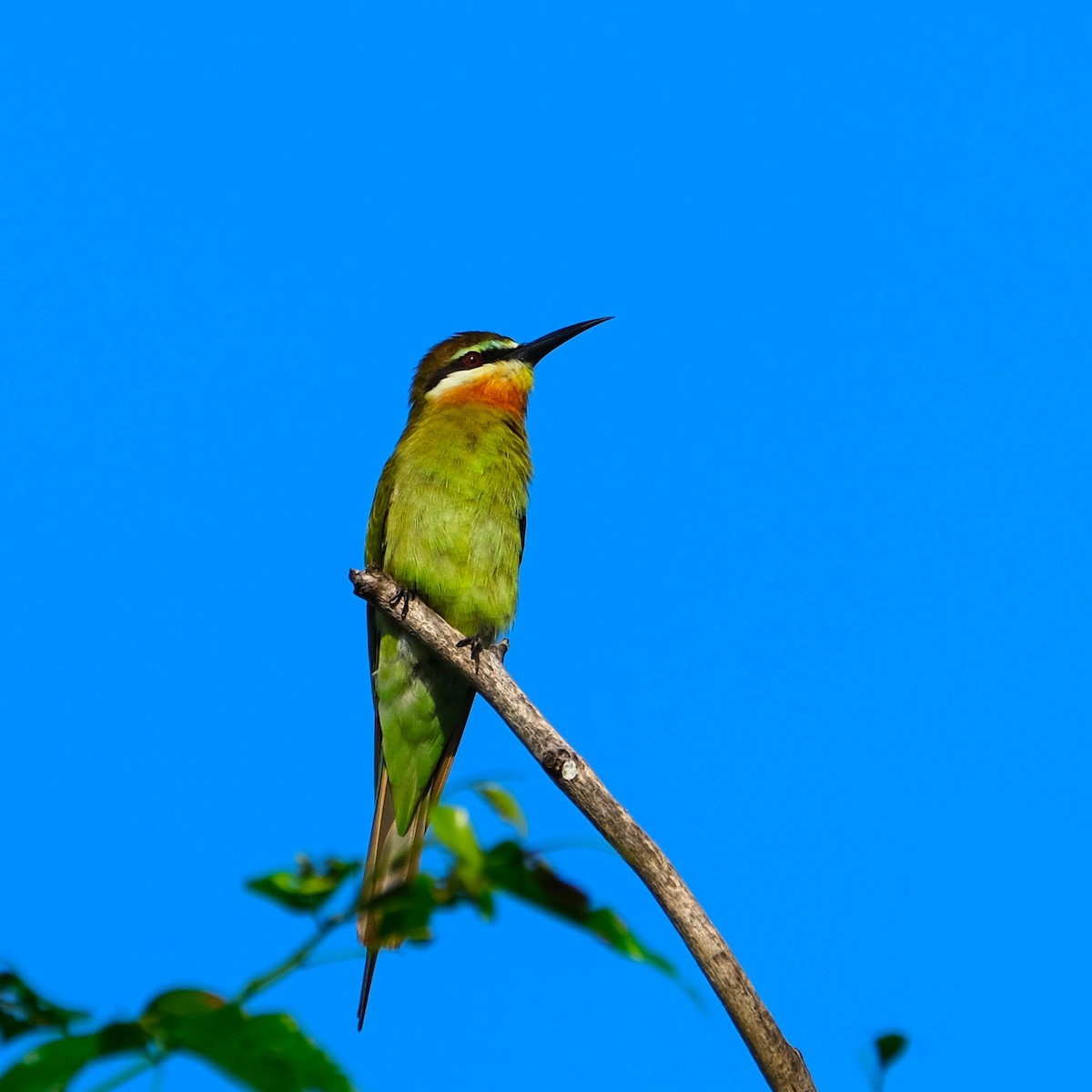 Madagascar Bee-eater - ML616504090