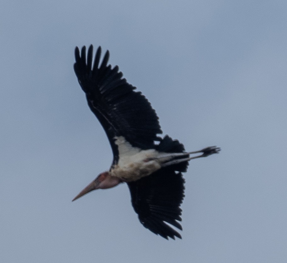 Marabou Stork - ML616504097