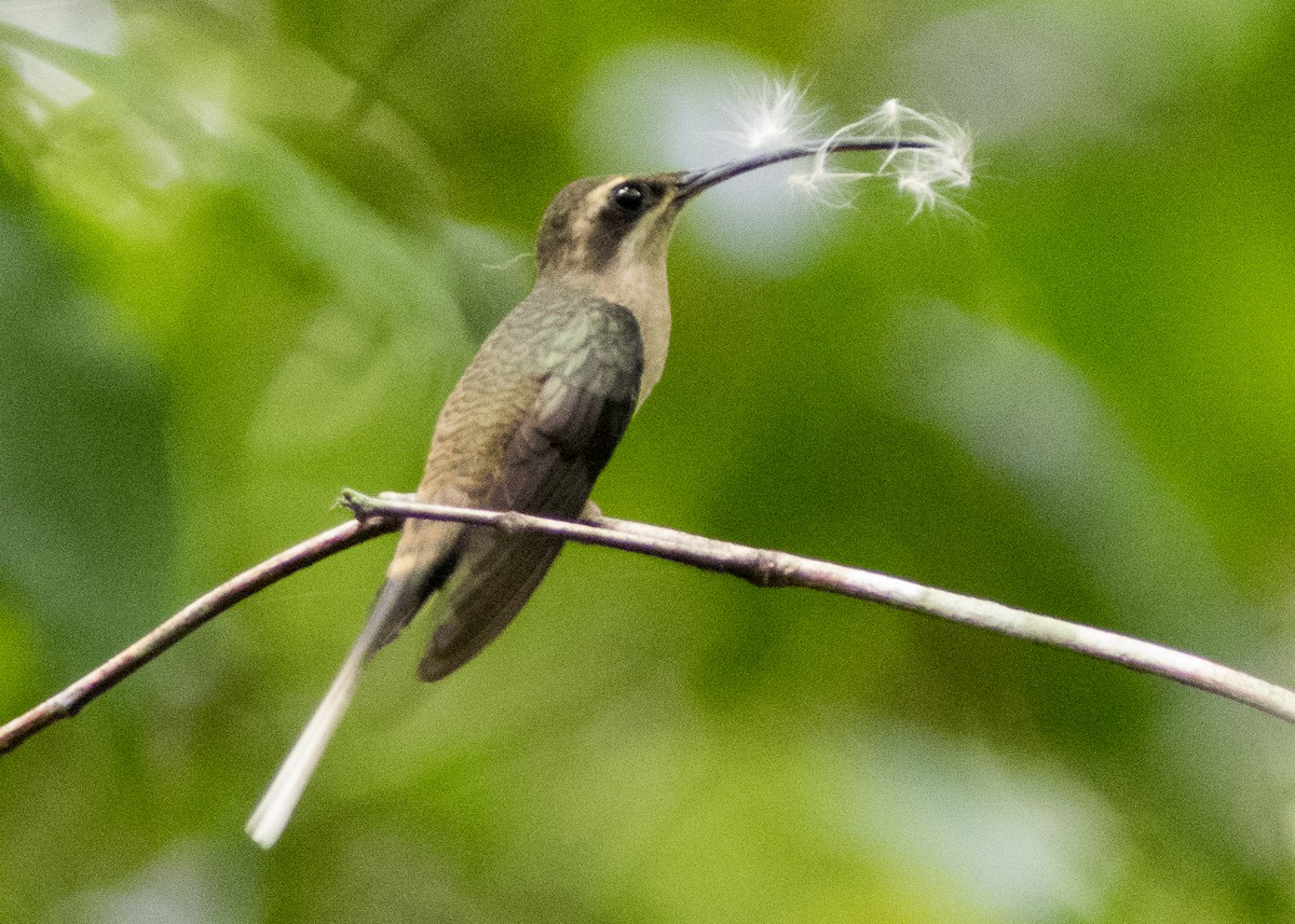 Long-tailed Hermit - ML616504109