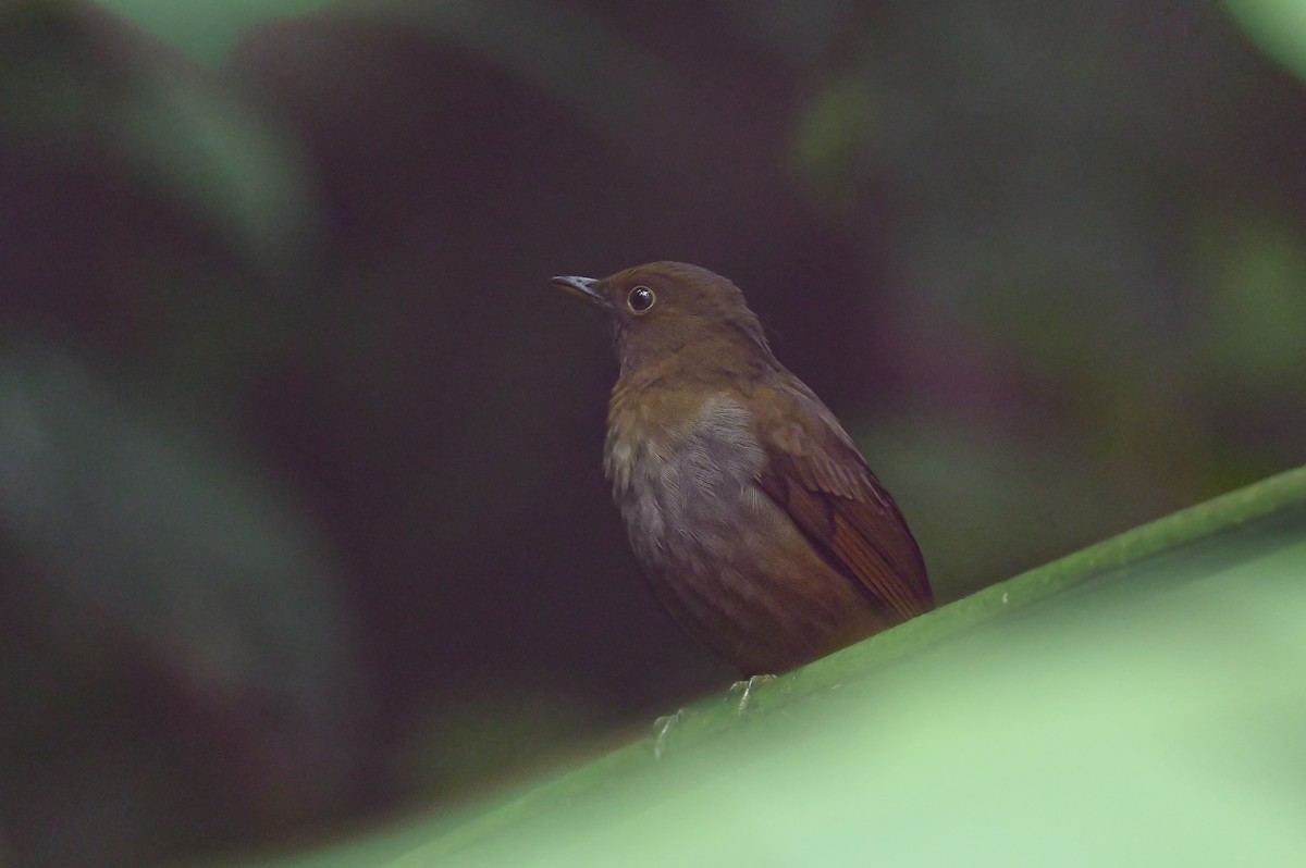 Rufous-brown Solitaire (Chestnut-throated) - ML616504111