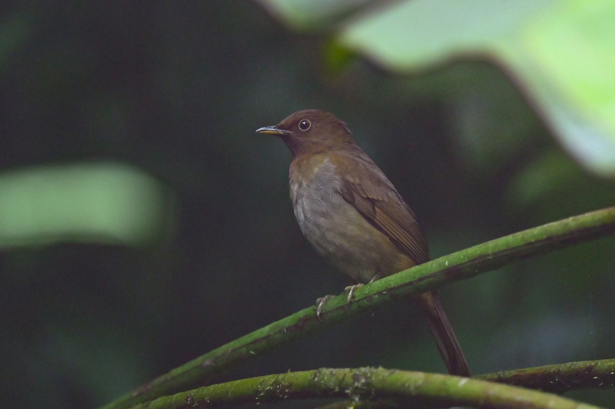 Rufous-brown Solitaire (Chestnut-throated) - ML616504130