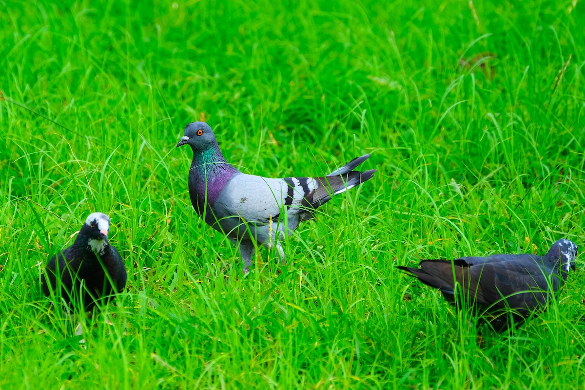 Rock Pigeon (Feral Pigeon) - ML616504132