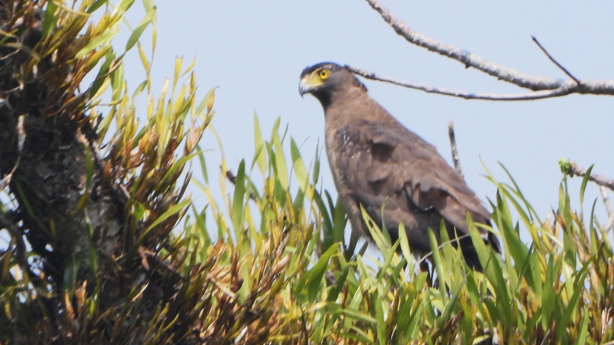 Crested Serpent-Eagle - ML616504144