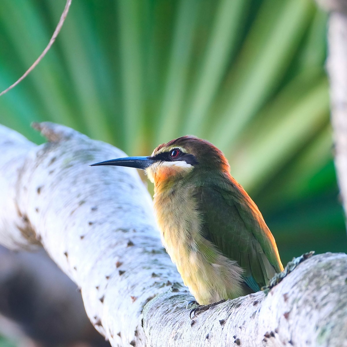 Madagascar Bee-eater - ML616504158