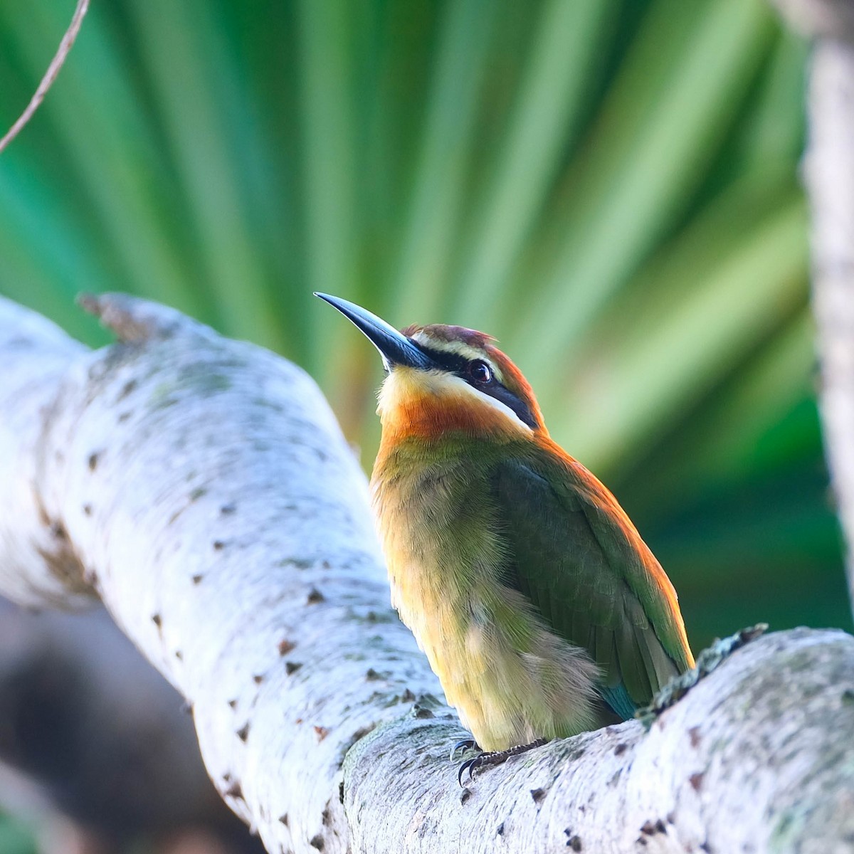 Madagascar Bee-eater - Andrew Dressel