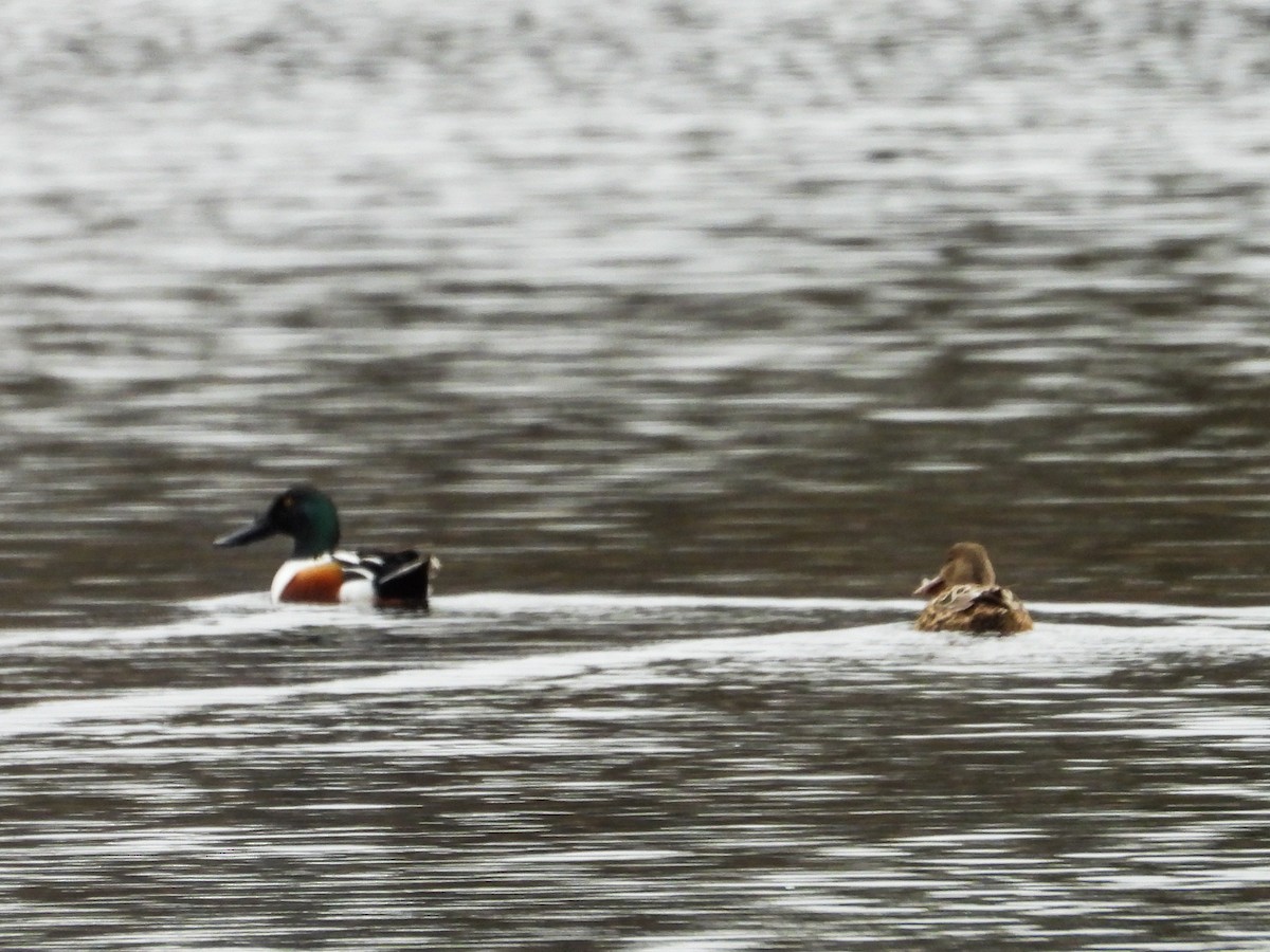 eBird Checklist 26 Mar 2024 Timber Ridge Forest PreserveWest 5
