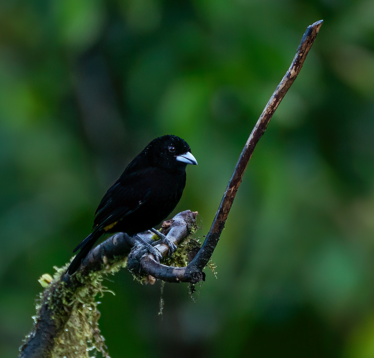 White-lined Tanager - ML616504410