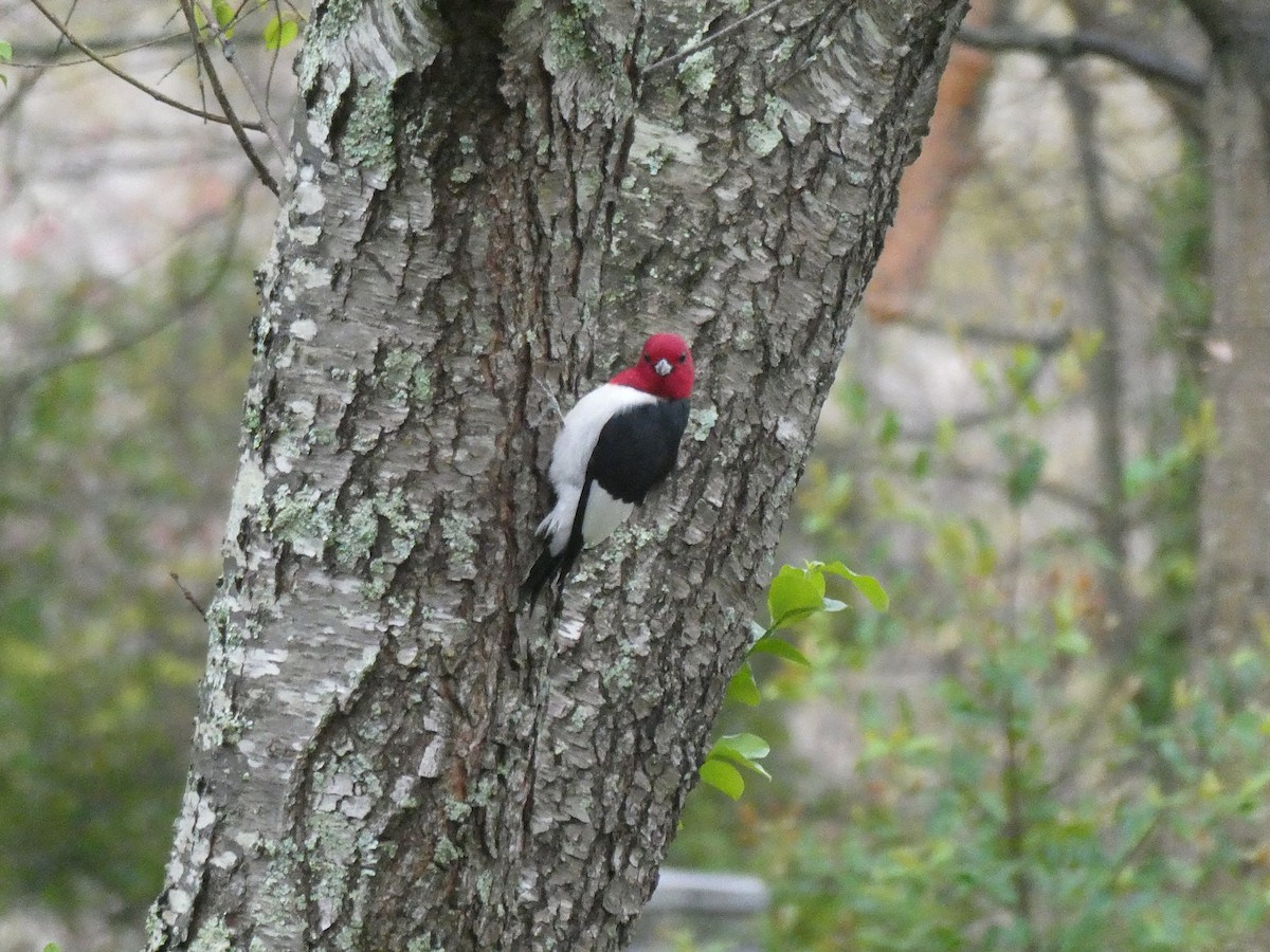 Red-headed Woodpecker - Leigh McDougal