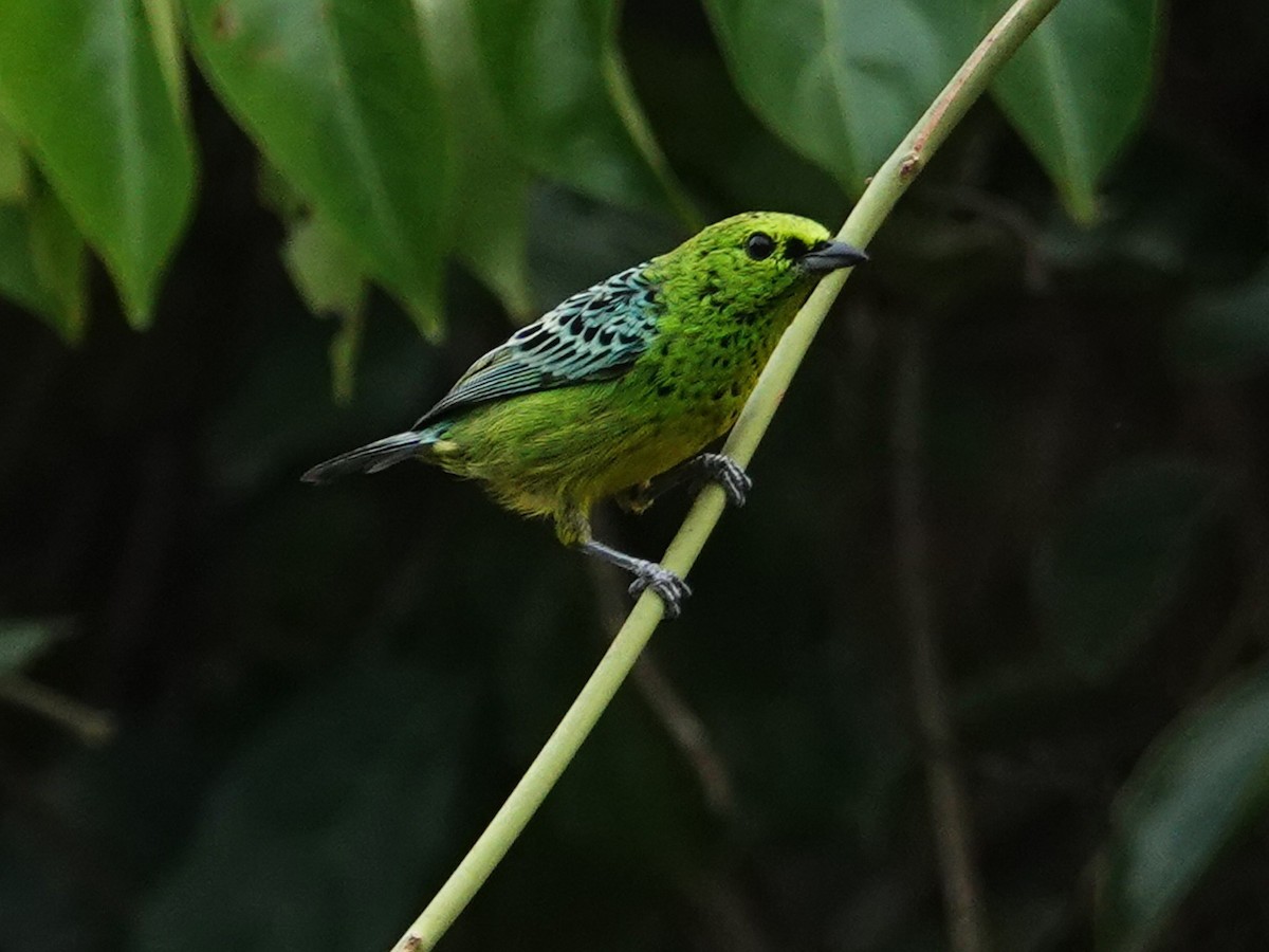Yellow-bellied Tanager - ML616504570