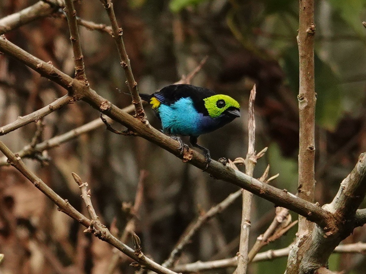 Paradise Tanager - ML616504582