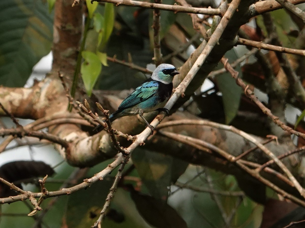 Masked Tanager - ML616504589
