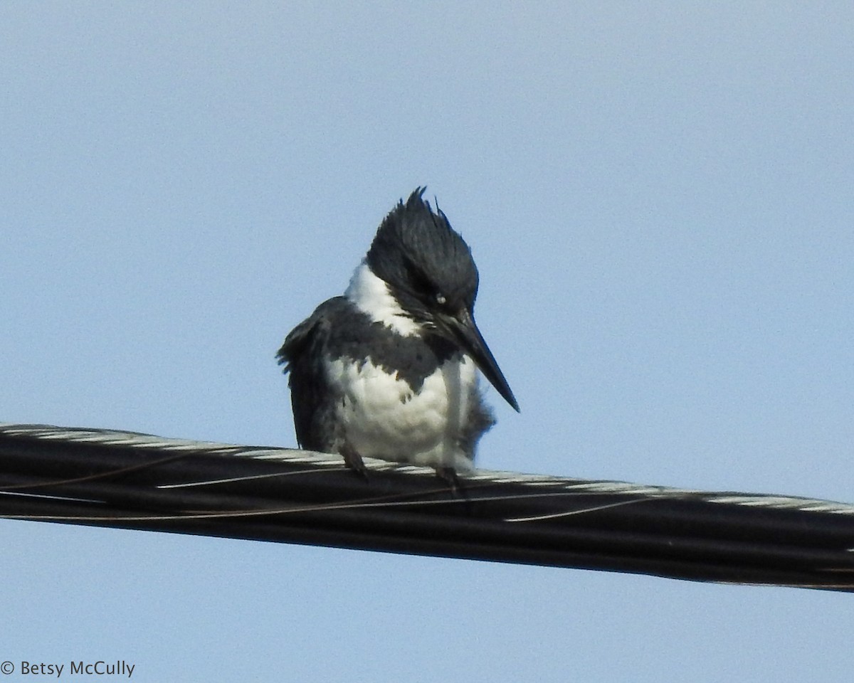 Belted Kingfisher - ML616504596
