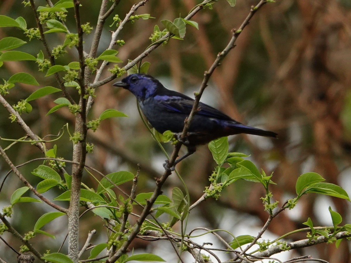 Opal-rumped Tanager - ML616504598