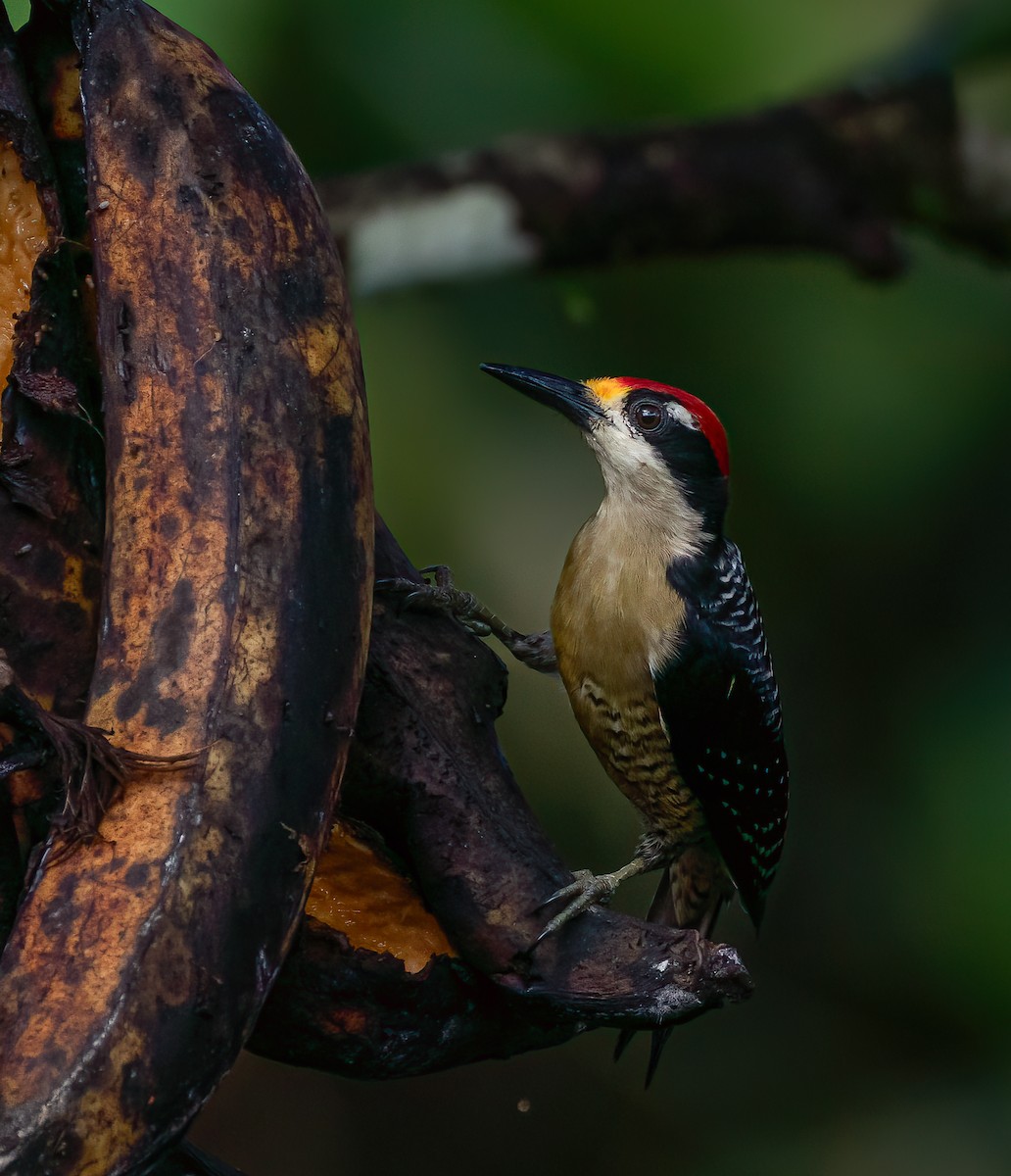 Black-cheeked Woodpecker - ML616504613