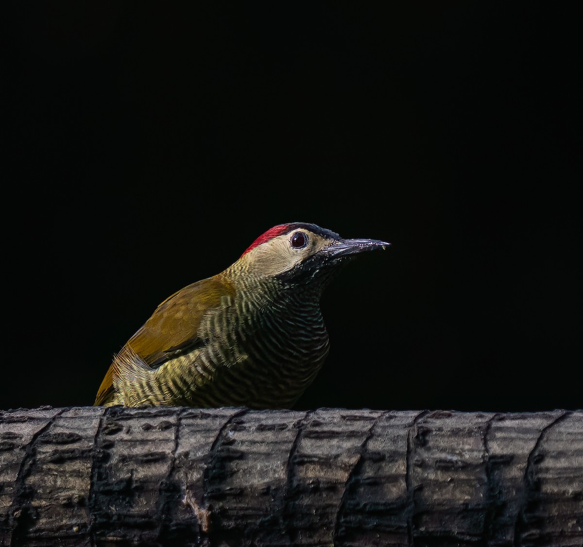 Golden-olive Woodpecker - ML616504622