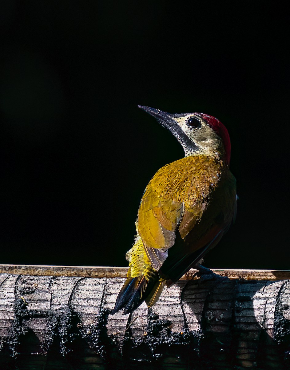Golden-olive Woodpecker - ML616504623