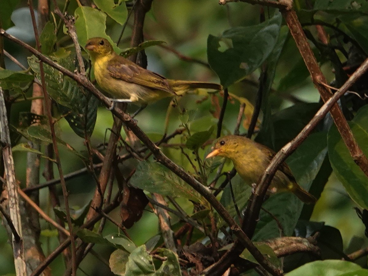 Yellow-backed Tanager - ML616504661