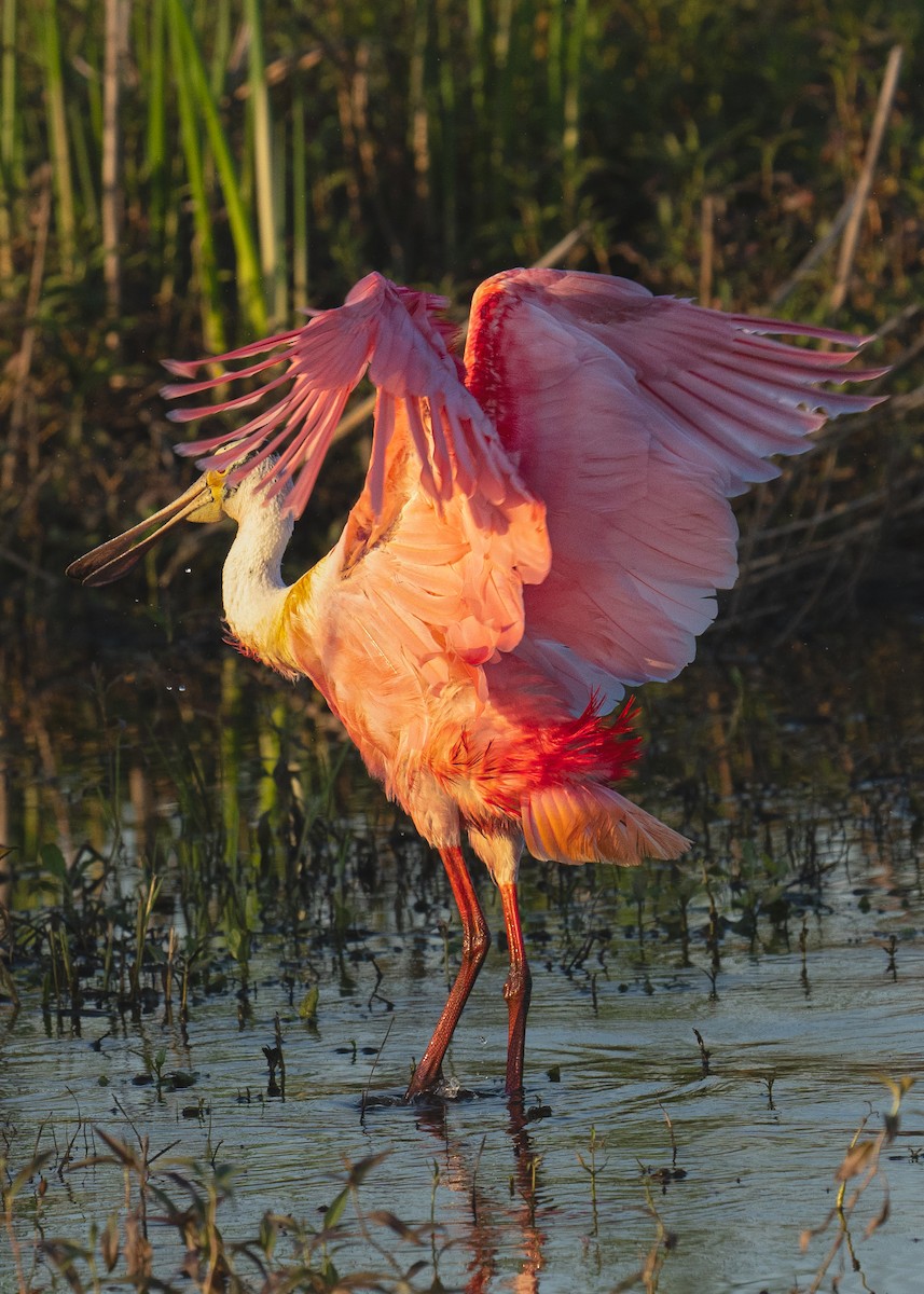 Roseate Spoonbill - Cathy Severson