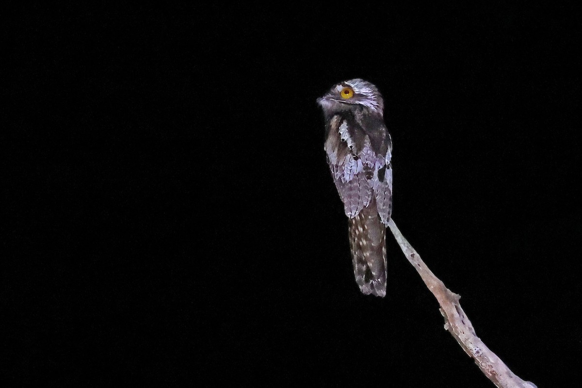 Northern Potoo (Middle American) - ML616504819