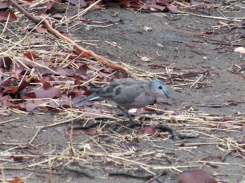 Emerald-spotted Wood-Dove - ML616504895