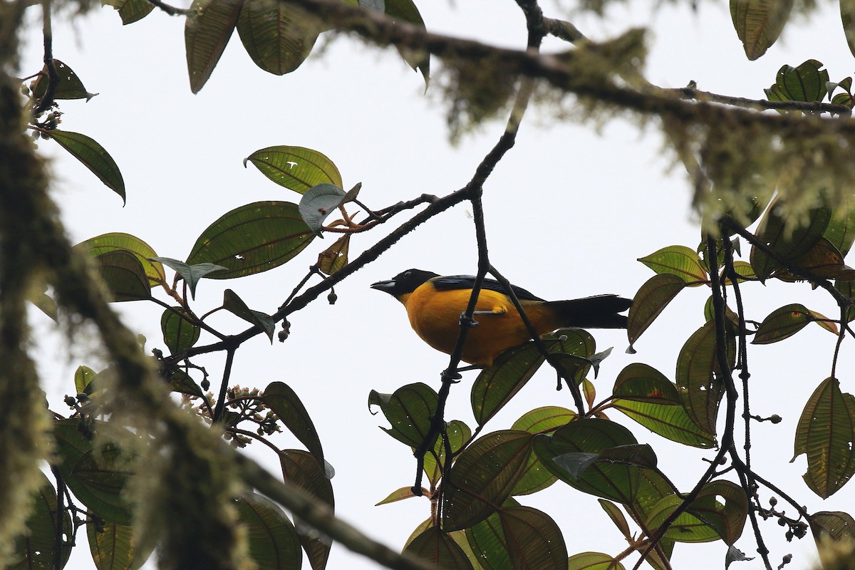 Black-chinned Mountain Tanager - ML616504969