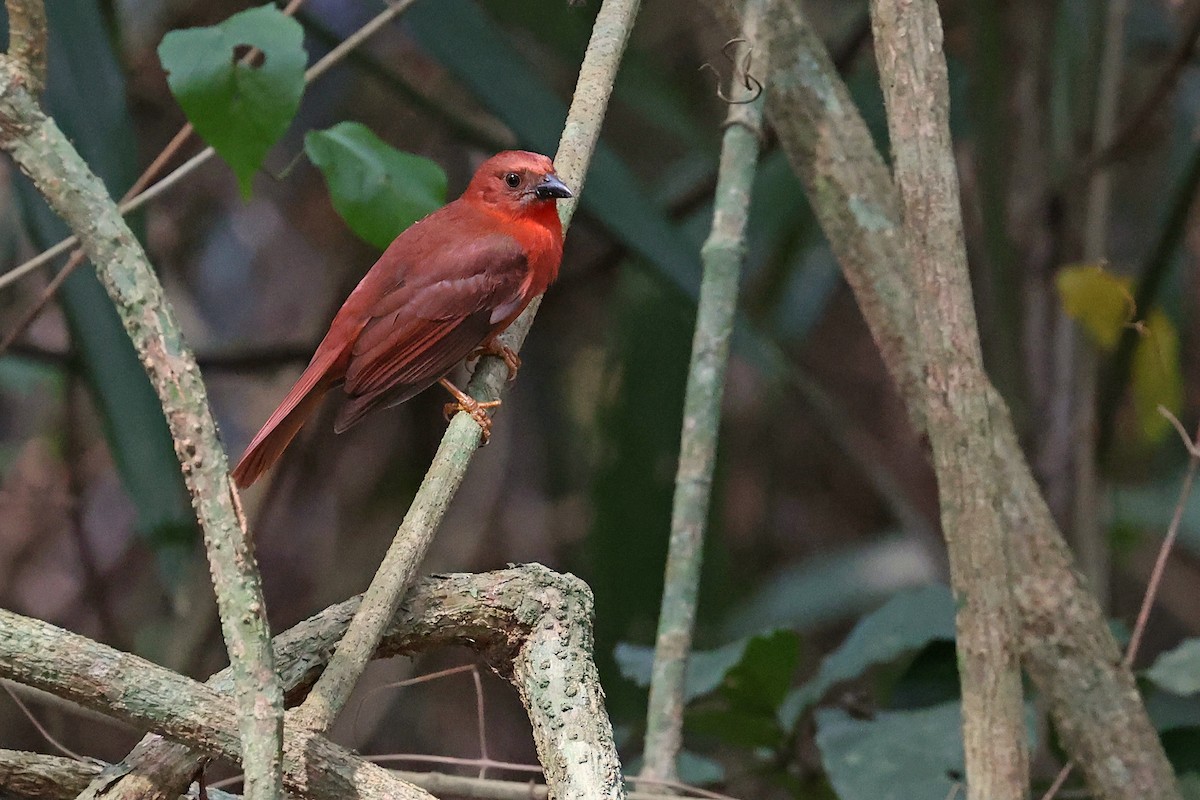 Red-throated Ant-Tanager (Salvin's) - Michael O'Brien