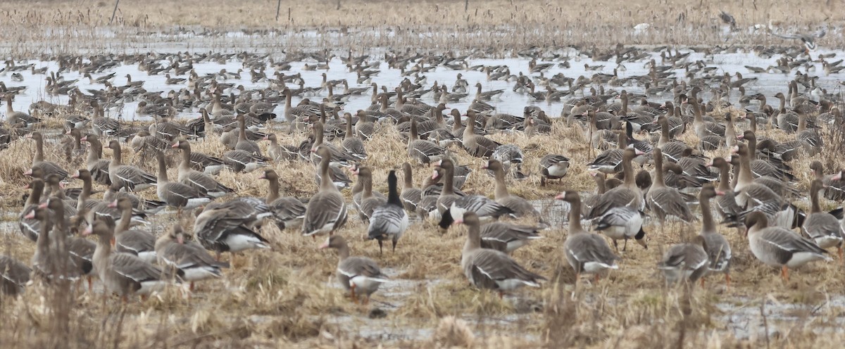 Greater White-fronted Goose - ML616505071