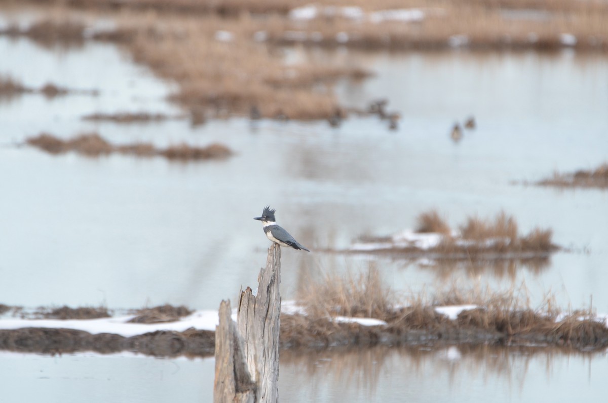 Belted Kingfisher - ML616505137