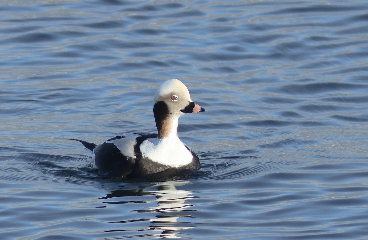 Long-tailed Duck - ML616505149