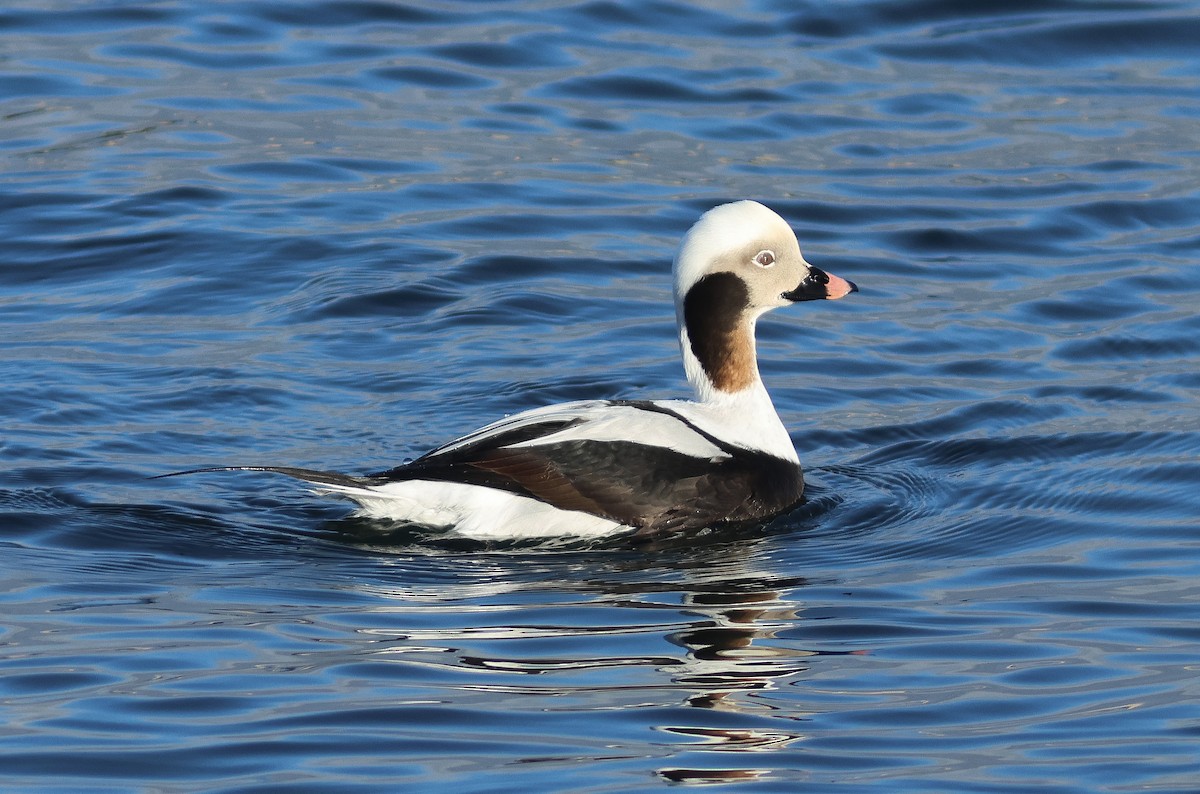 Long-tailed Duck - ML616505150