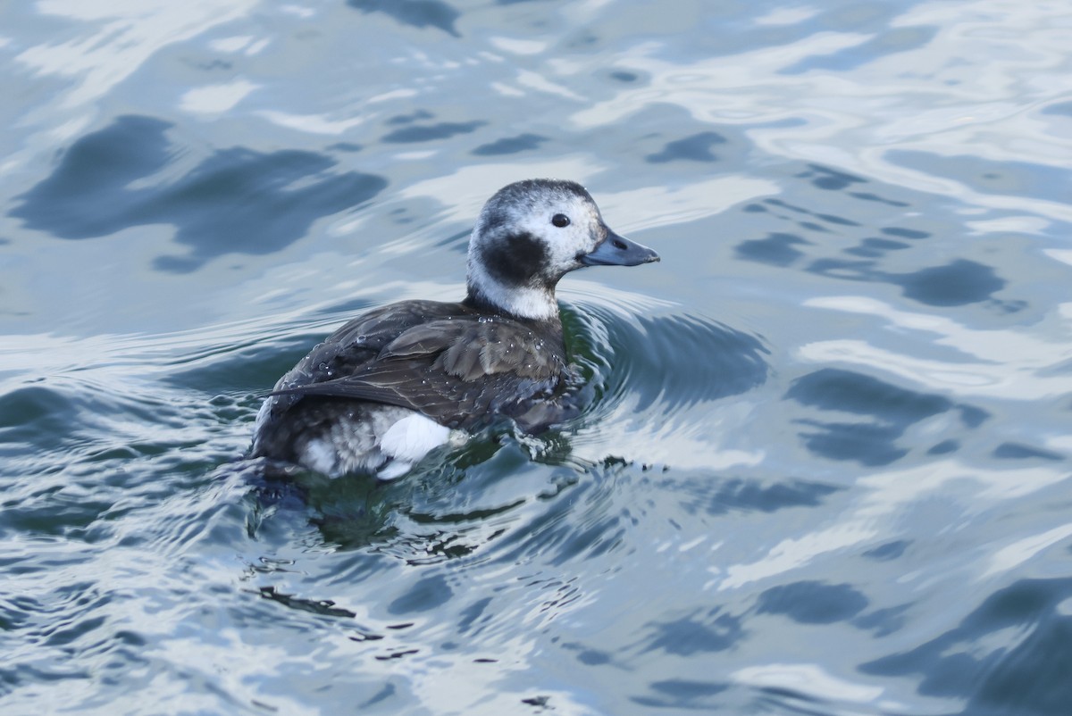 Long-tailed Duck - Peter Alfrey