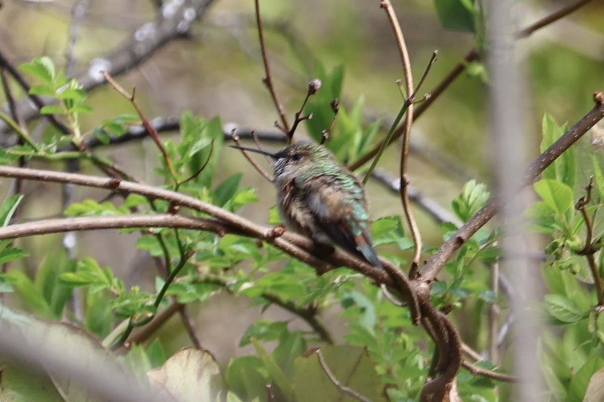 Rufous Hummingbird - Forrest Wickman