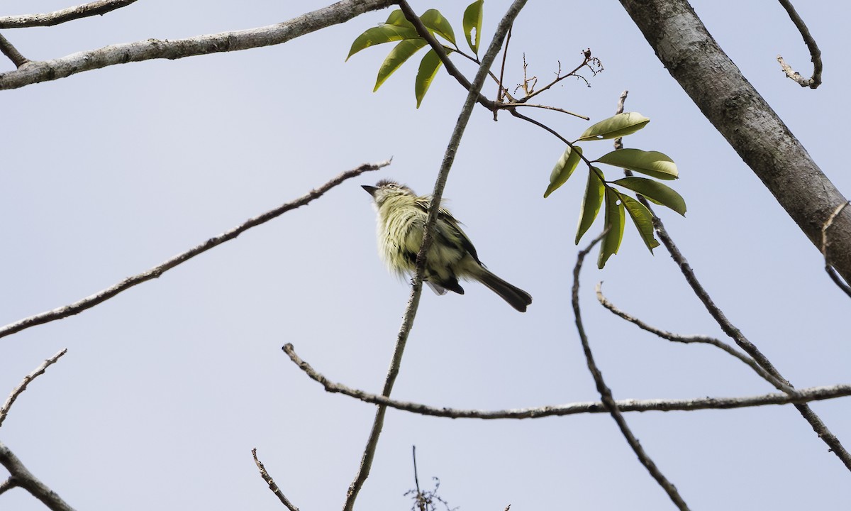 Gray-crowned Flatbill - ML616505305