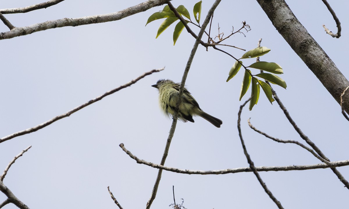 Gray-crowned Flatbill - ML616505306