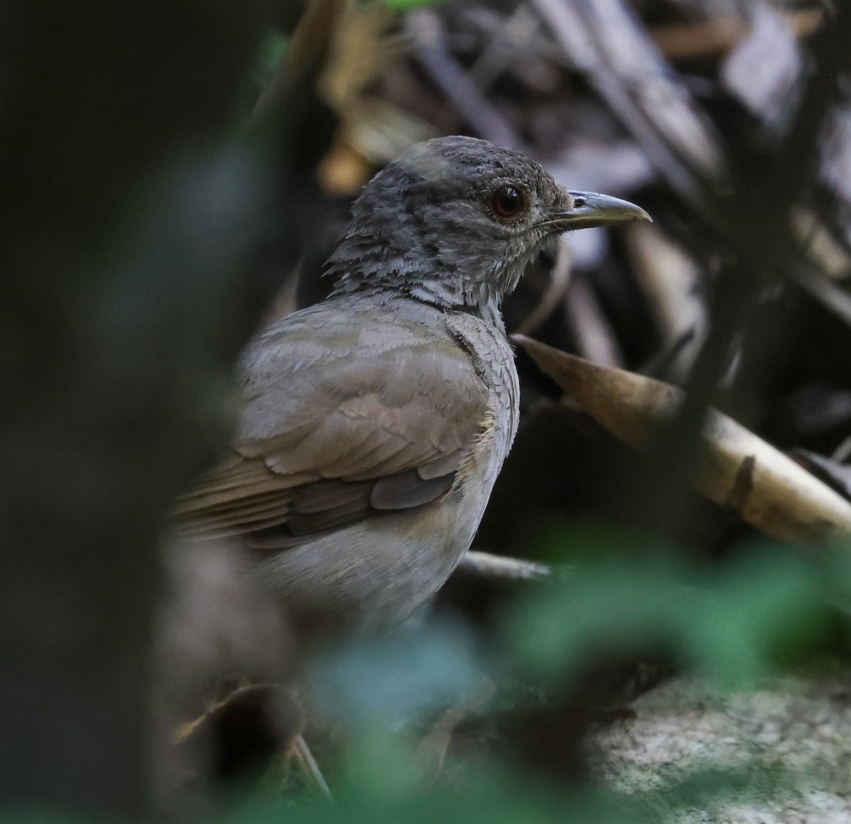Pale-breasted Thrush - ML616505318
