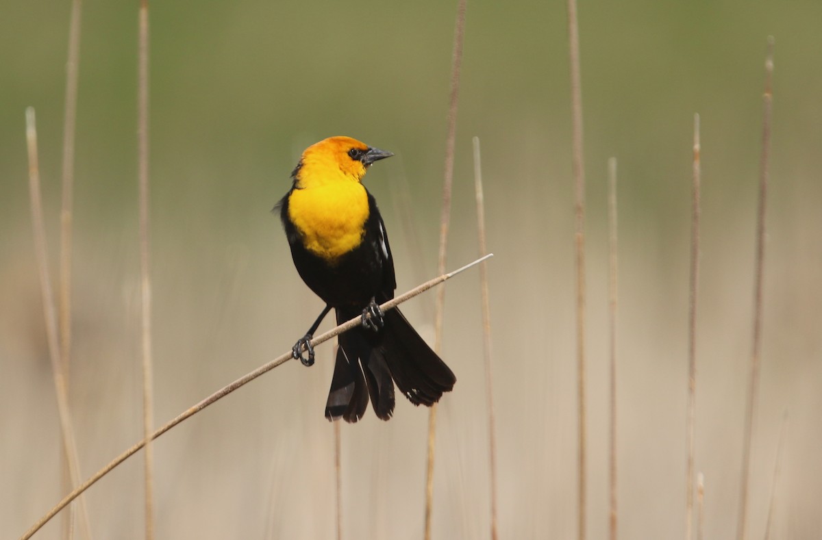 Yellow-headed Blackbird - ML616505319