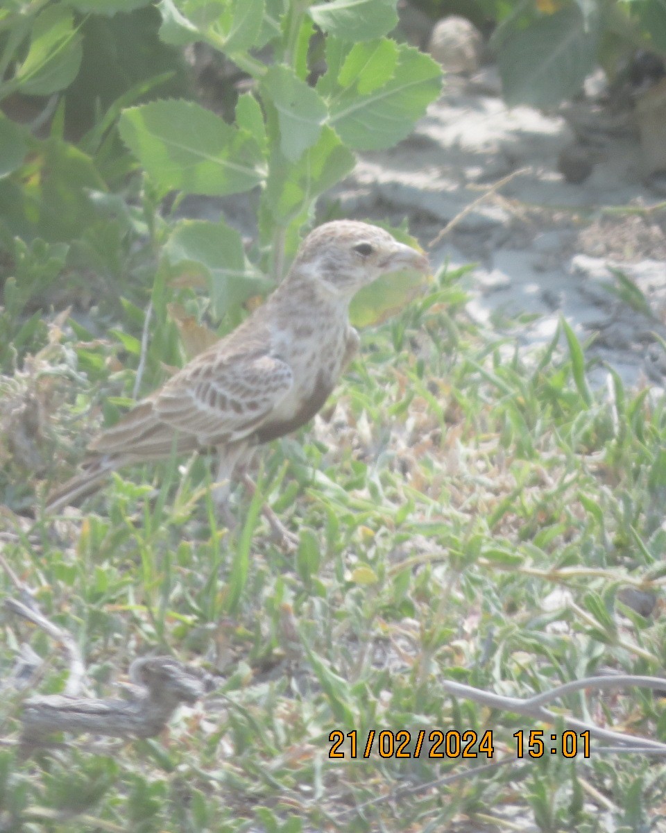 Gray-backed Sparrow-Lark - ML616505467