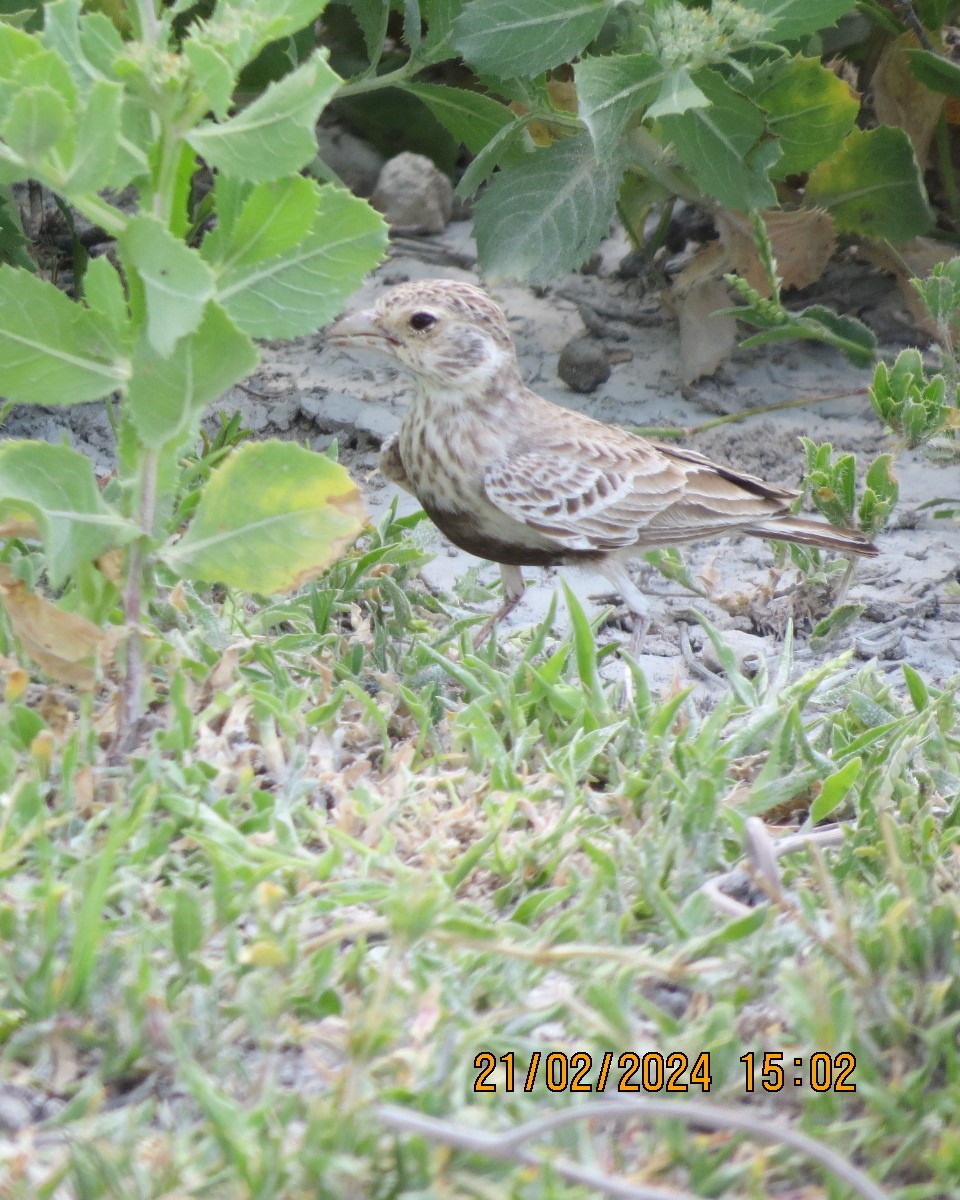Gray-backed Sparrow-Lark - ML616505481