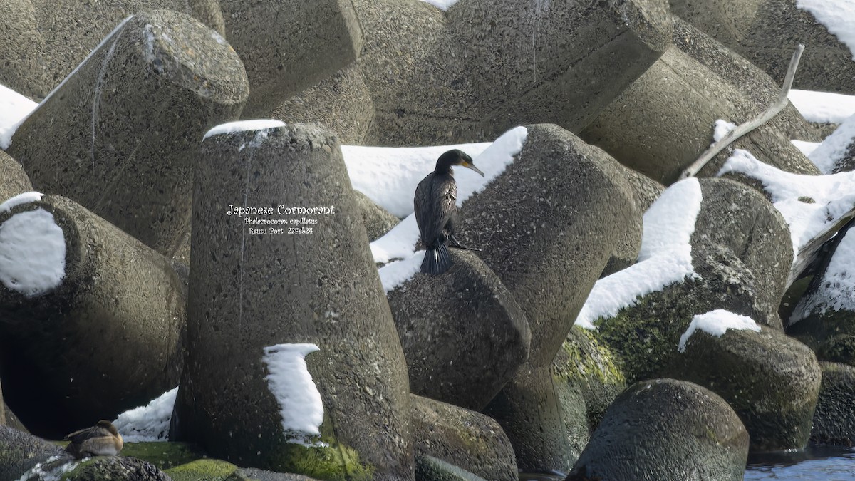 Japanese Cormorant - Kenneth Cheong
