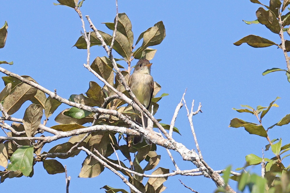 Northern Tropical Pewee - Michael O'Brien