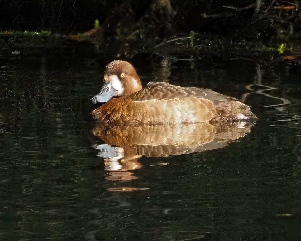 Greater Scaup - ML616505553