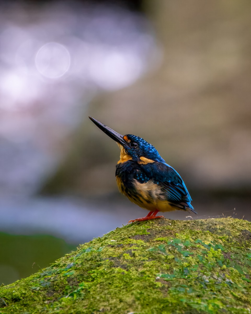 Indigo-banded Kingfisher (Southern) - Kristian Lozana
