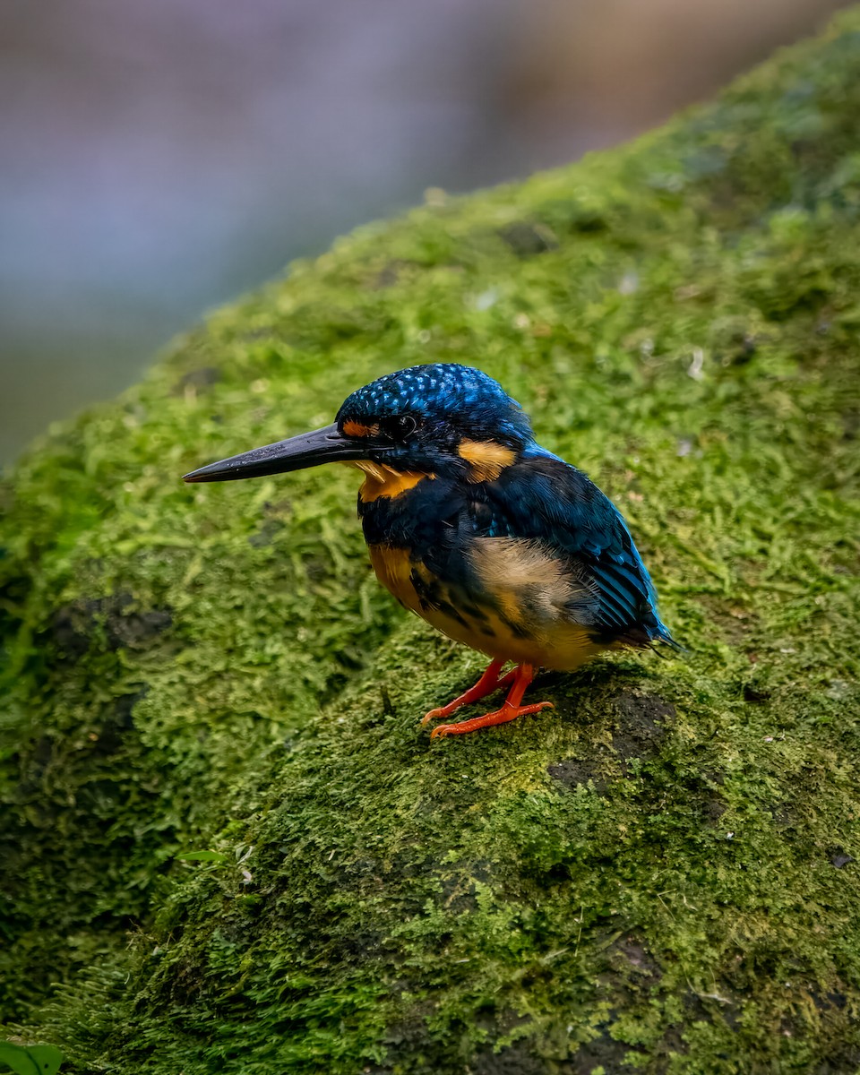 Indigo-banded Kingfisher (Southern) - Kristian Lozana