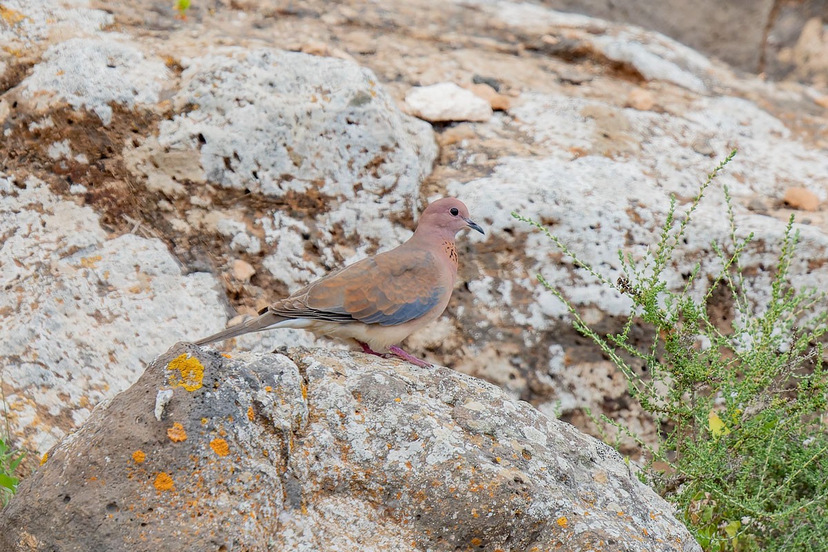 Laughing Dove - ML616505585