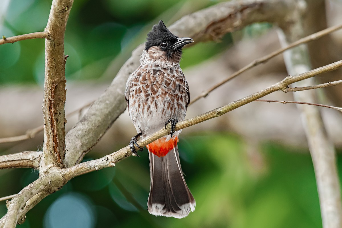 Red-vented Bulbul - ML616505598