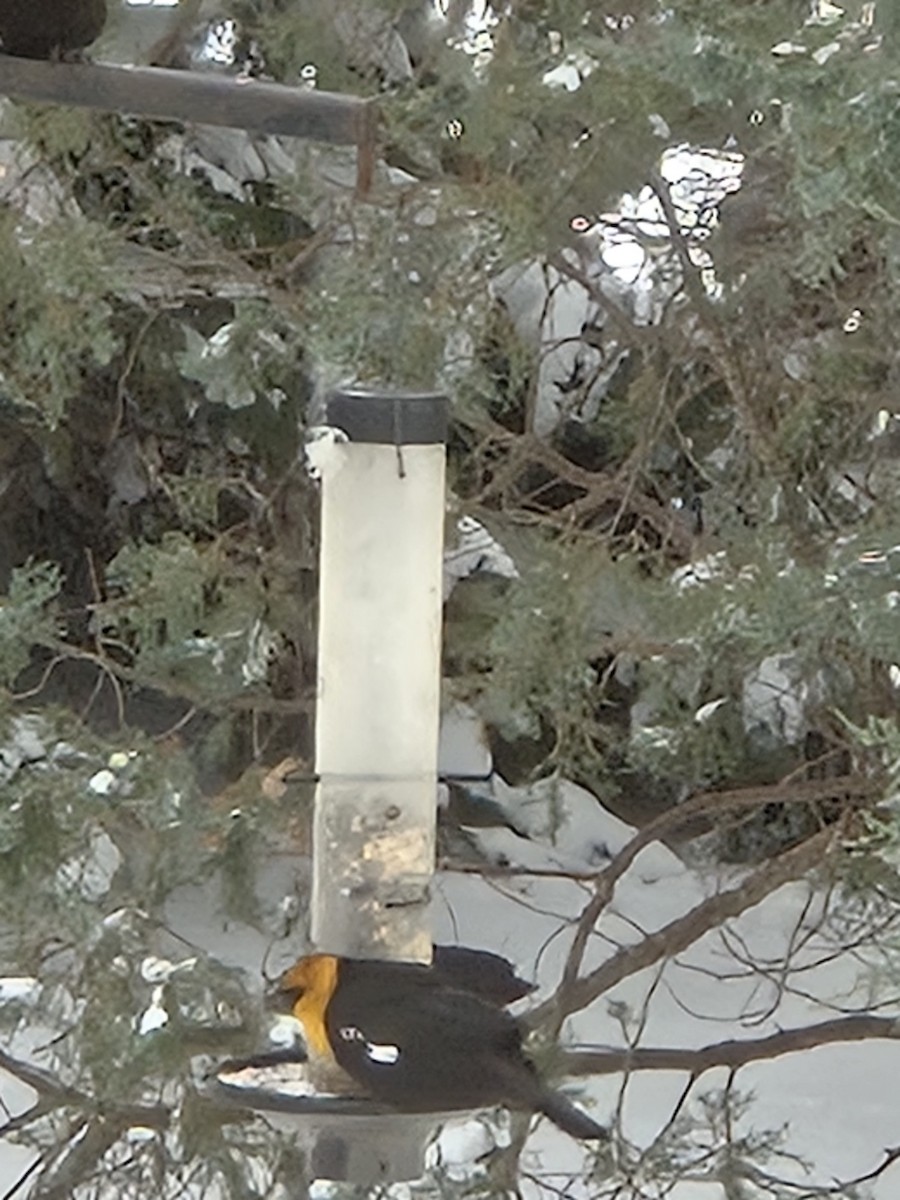 Yellow-headed Blackbird - ML616505699