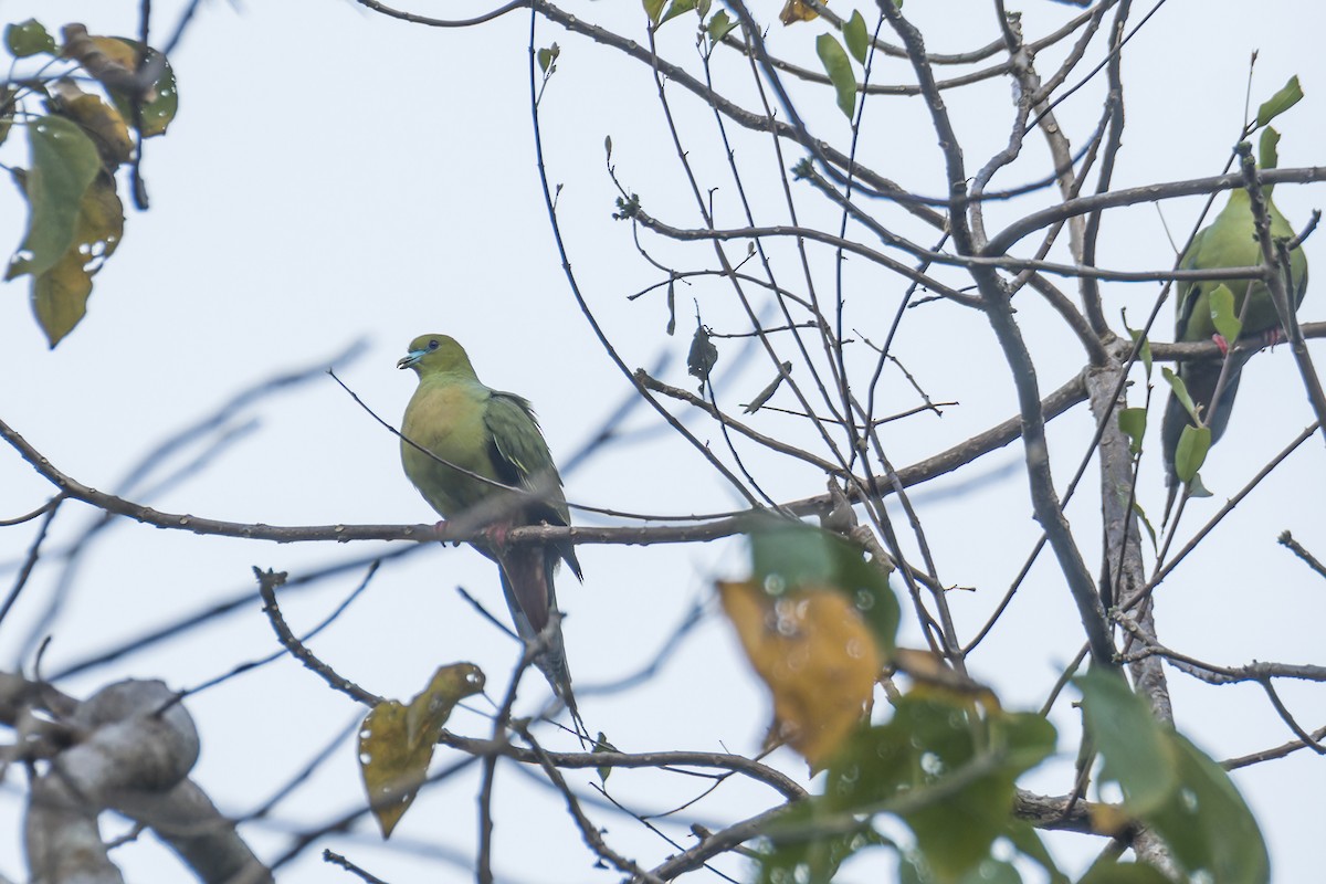 Pin-tailed Green-Pigeon - Wich’yanan Limparungpatthanakij