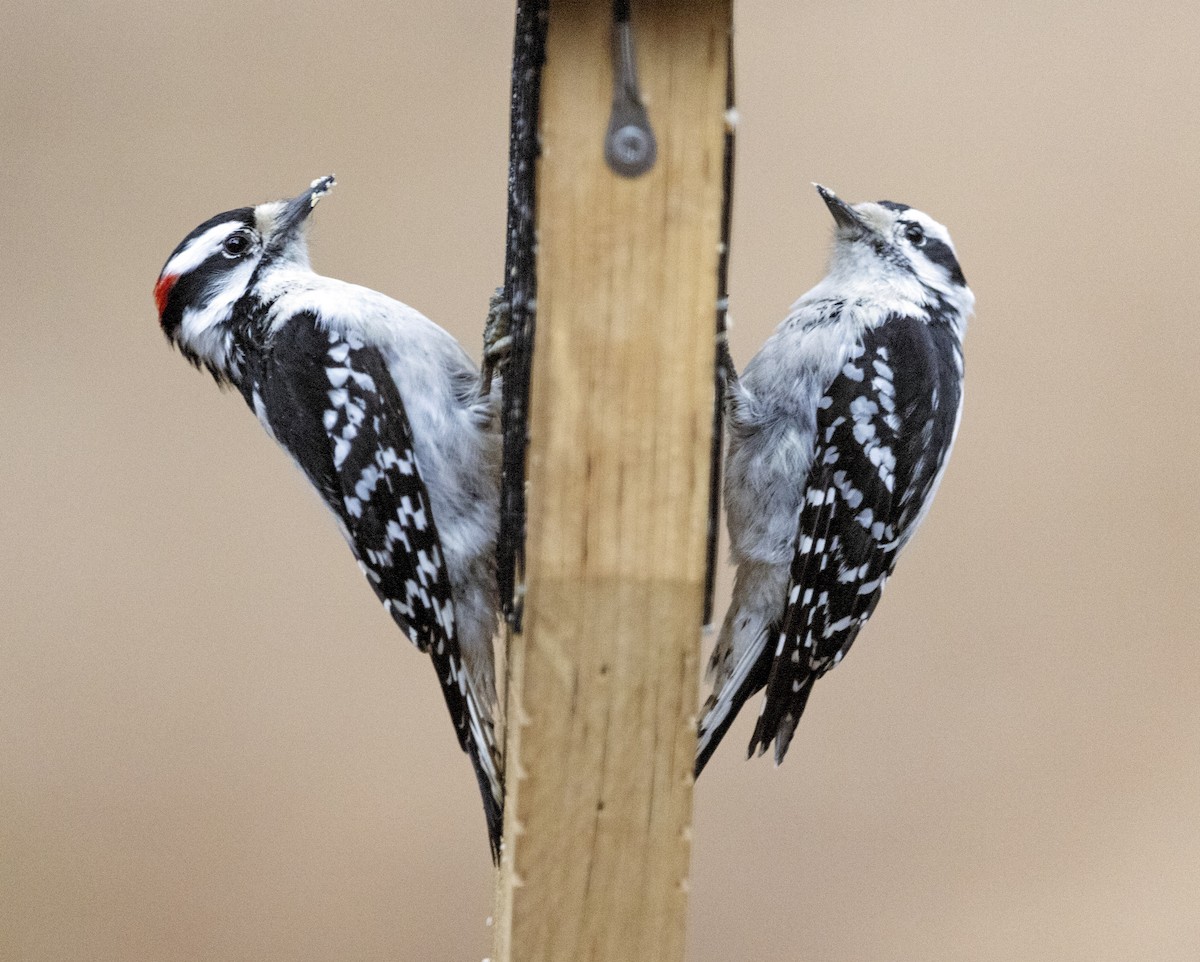 Downy Woodpecker - John Dickson