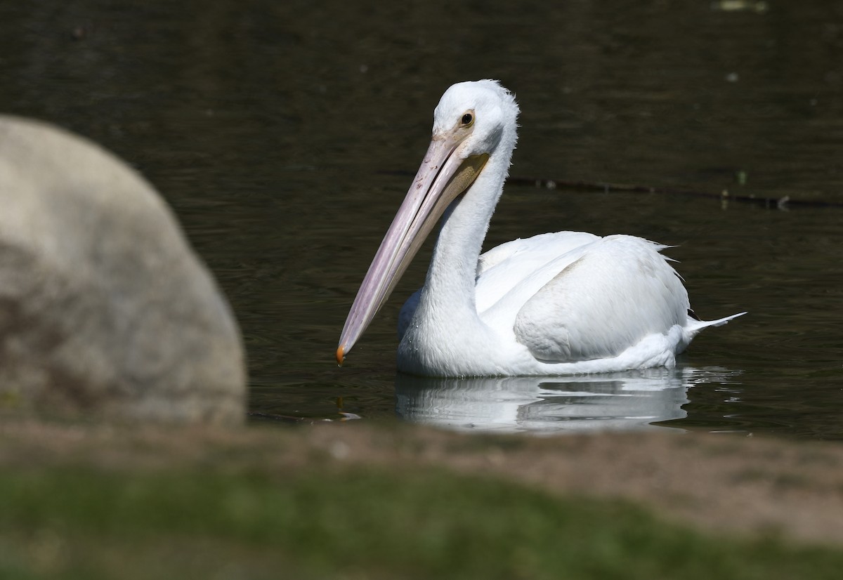 American White Pelican - Caleb P.